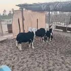 خرفان نجديه و رخلة