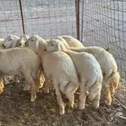 طليان ذبايح طيبه(تم البيع )