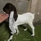 للبيع تيس داغور شق3