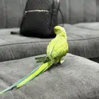 درة ذكر اليف جدا