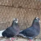 زوج حمام قطيفي قلاب