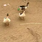 للبيع وز بلدي