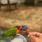 ببغاء لوري Lorikeet للبيع