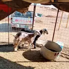 خروف ورخل طيبات