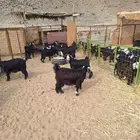 15 جفار عوارض