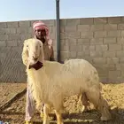 فحل عيسي