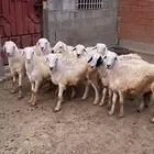 طليان حربه للبيع
