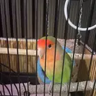 روز ذكر اليف