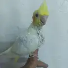 فرخ كروان نهاية غر