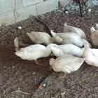 بط بكيني