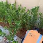 تنسيق وزراعة الحدائق