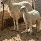 ضان صفر متابيع