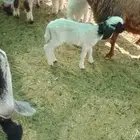 لبيع شاه والد معها رخل