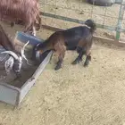معزا مشاريك بفحلها