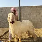 فحل عيسي