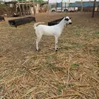 جفره بيشيه