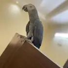 زوج كاسكو ذكر انثى محلل