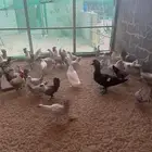 دايمه فيومي المنيوم