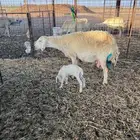 شاتين حريات ولد للبيع