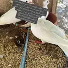 ثمان حبات ياكريم دبل كرست