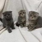 كيتين سكوتش فولد