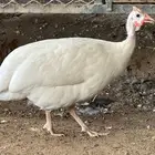 حبشي ابيض منوة للتربية