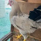 ثلاث ديوك  نوع السوسكس عمر اربعة اشهر