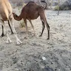 بكرة للبيع - مكة - وادي نعمان