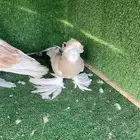 حمام نجفي
