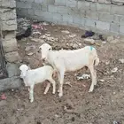 نعجه منتوج