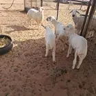 للبيع غنم رفيد العدد 5 تحتهم 5