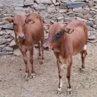حسلان سمان