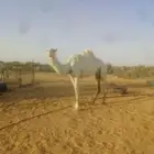 وضحا خفوت