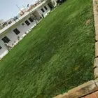 توريد وتركيب الثيل الطبيعي