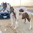 فرسة ملونه تحتها بنت