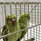ببغاء الدره