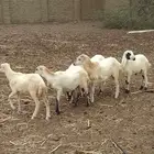 رخيل تربيه