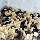 صيصان بلدي