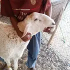 طلي حري