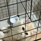 قط شيرازي ذكر