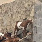 للبيع تيوس ذبايح ومناسبات