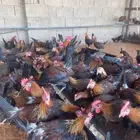 ديوك عربي