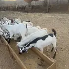 تيوس يمنيه