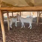 معزا متابيع