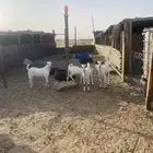 تيوس بشيه