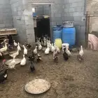 بط بكيني