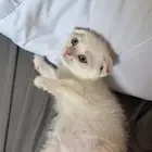 للبيع قطط سكوتش