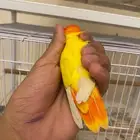 ذكرين روز للأنتاج