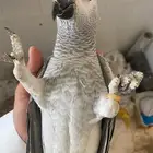 كاسكو