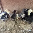 صيصان براهما